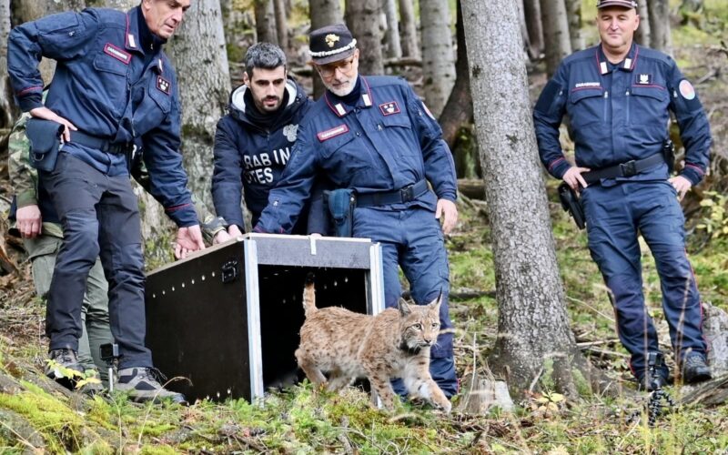 Lince Luna rilasciata nella Foresta di Tarvisio per rafforzare specie