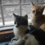 Controlli NAS su canili e colonie feline: focus a Rai Radio1