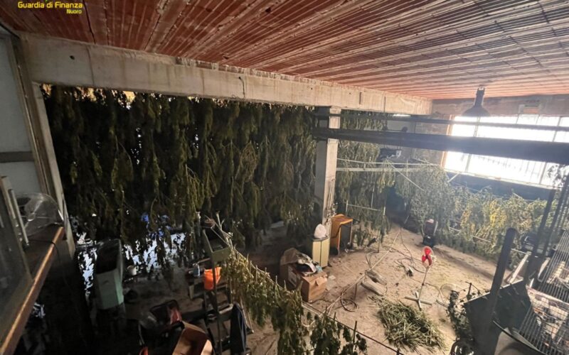 Gdf Nuoro, una tonnellata e mezzo di droga sequestrata a Lodine