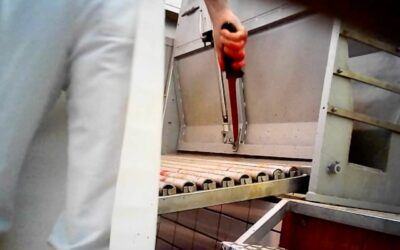 Sgozzati ancora coscienti: Animal Equality rivela le atrocità