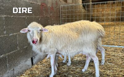 Crescono casi di lingua blu in Sardegna, Coldiretti lancia allarme