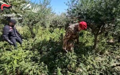 Scoperta piantagione con oltre 500 piante di marijuana a Benestare 