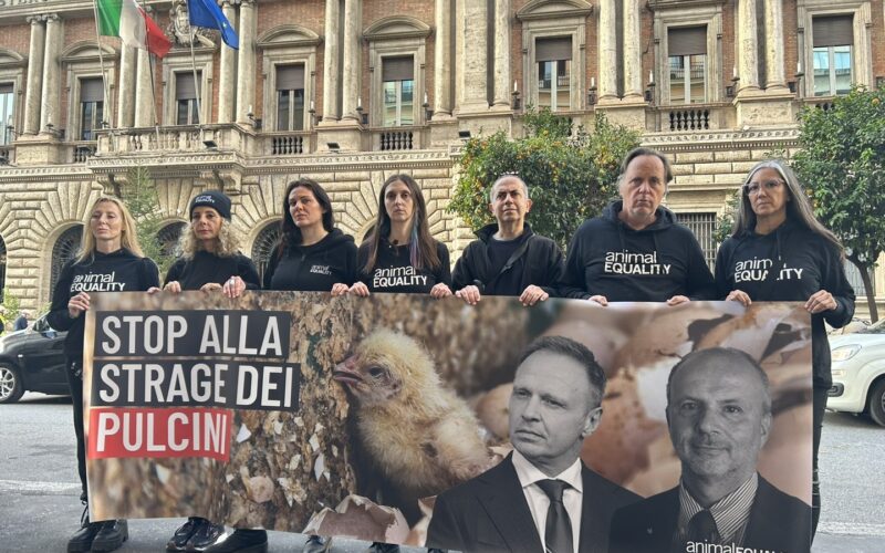 Protesta davanti ai Ministeri: stop all’uccisione dei pulcini maschi