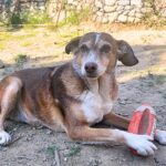 A Natale, adotta un animale in difficoltà