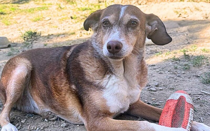 A Natale, adotta un animale in difficoltà