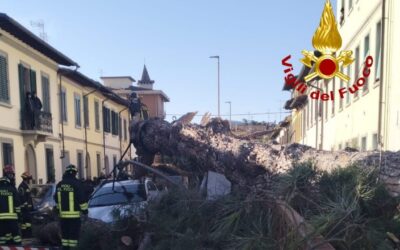 Albero monumentale si schianta in un giardino pubblico, blackout notturno 