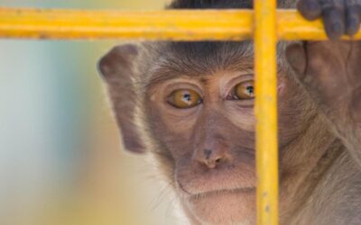 Basta Circhi con Animali: Urgenza Legge per Fermare la Crudeltà