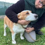 Incredibile atto di crudeltà: cane trascinato da un'auto