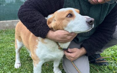 Incredibile atto di crudeltà: cane trascinato da un'auto