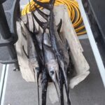 Sequestrati sette pesci spada sottomisura a Torre del Greco