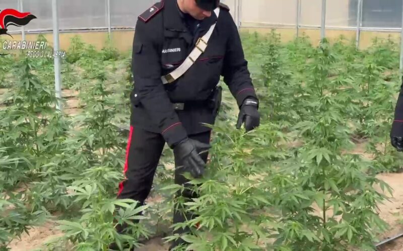 Reggio Calabria scoperta piantagione [Video] marijuana, due arresti