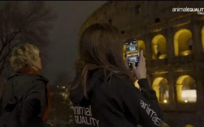 Appello di Animal Equality al Governo: Stop alla strage di pulcini