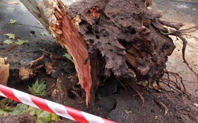 Roma, albero cade su auto in via Aurelia: traffico in tilt, strada chiusa e poi riaperta