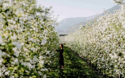 La stagione dei fiori e dei colori nella regione di Lana