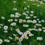 Equinozio di primavera, oggi il primo giorno di stagione