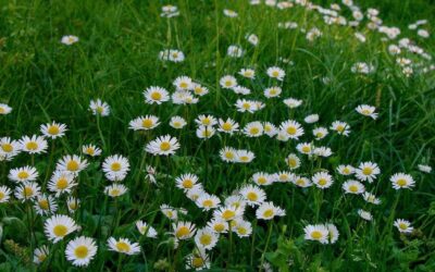 Equinozio di primavera, oggi il primo giorno di stagione