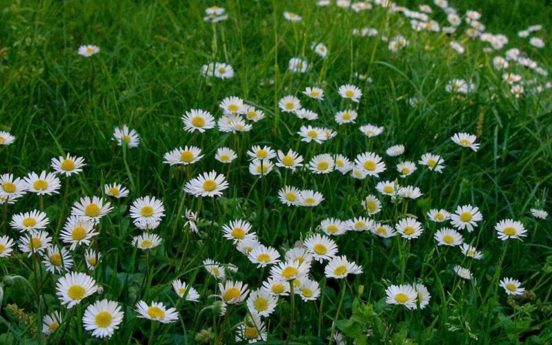 Equinozio di primavera, oggi il primo giorno di stagione