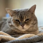 Aviaria, gatti di New York positivi: rischio per cittadini basso