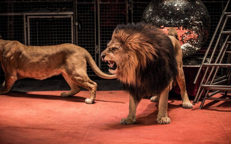 M5S propone legge contro l’uso di animali nei circhi