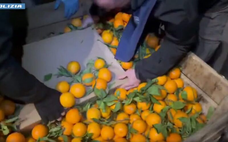 Operazione antidroga: sequestrati 250 kg di marijuana [Audio Video]