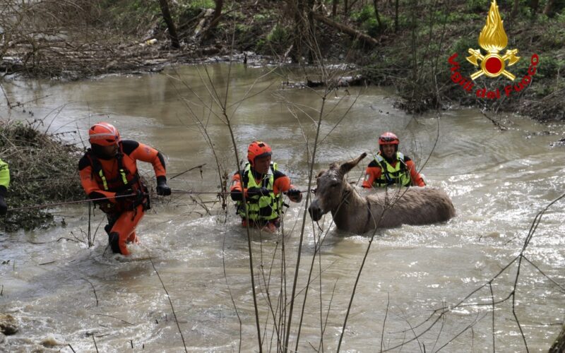 Salvataggio di 80 asini nel fiume Arno