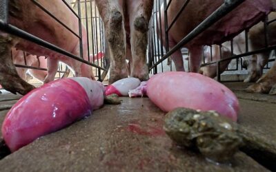 Nuova inchiesta denuncia crudeltà in allevamenti di maiali