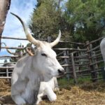 Programma ufficiale della 53ª Festa della Merca a Tarquinia