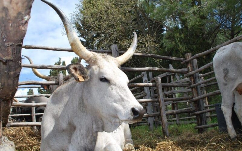 Programma ufficiale della 53ª Festa della Merca a Tarquinia