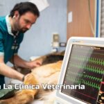 Cane dato alle fiamme nel veronese, scatta la denuncia