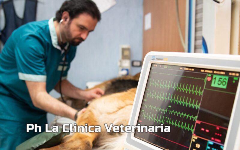 Cane dato alle fiamme nel veronese, scatta la denuncia