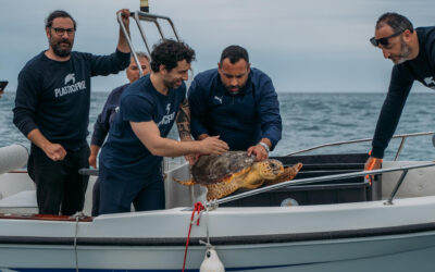 Giornata mondiale delle tartarughe: domenica 25 maggio