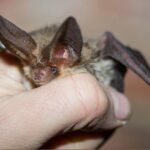 Massima allerta a Lampedusa: avvistata specie pipistrello africano