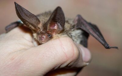 Massima allerta a Lampedusa: avvistata specie pipistrello africano