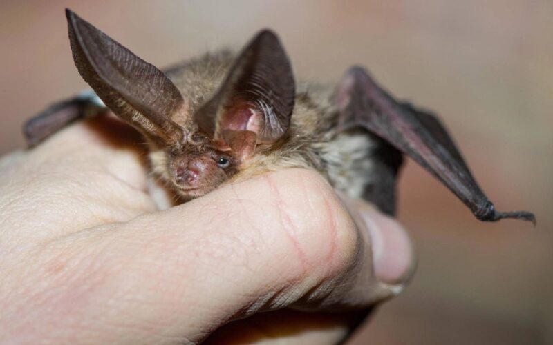 Massima allerta a Lampedusa: avvistata specie di pipistrello africano