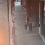 Duplice omicidio a Bologna, fermato il presunto autore