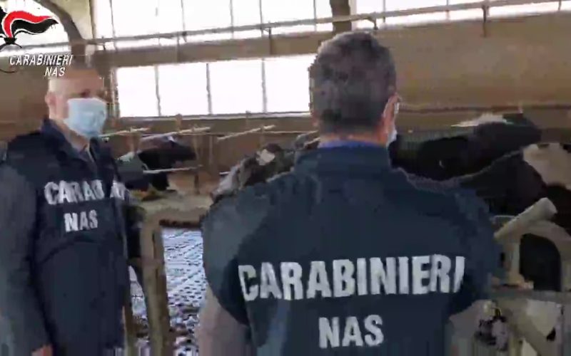 Allevamento irregolare a Giussago Pavia: scatta il blocco