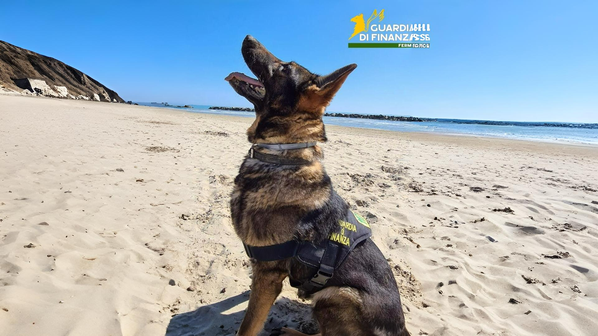 Morto Fancy, il cane antidroga simbolo della Finanza