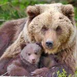 Due imputati per l’uccisione dell’orsa F36 a Trento