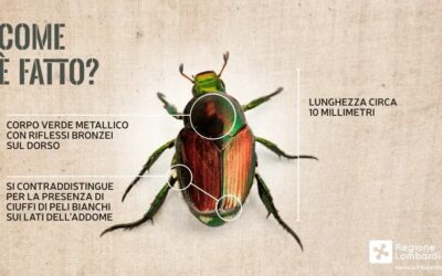 Allarme scarabeo giapponese: Piemonte e Lombardia sotto attacco