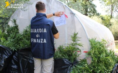 Serra di marijuana scoperta in villa, un denunciato