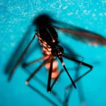 Virus West Nile salgono a 21 i casi nel Lazio nel 2025