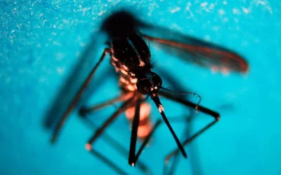 Virus West Nile salgono a 21 i casi nel Lazio nel 2025