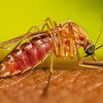 West Nile, nel Lazio salgono a nove i casi nel 2025
