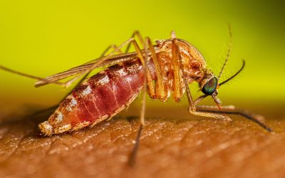 West Nile, nel Lazio salgono a nove i casi nel 2025