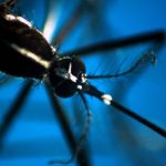 Contagi West Nile in crescita, monitoraggio stretto in Italia