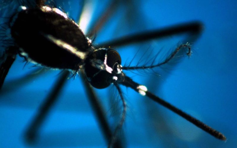 Contagi West Nile in crescita, monitoraggio stretto in Italia