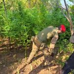 Careri, scoperta piantagione di canapa: un arresto sul posto