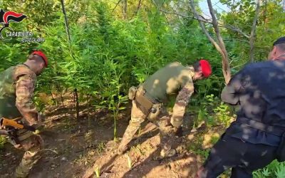 Careri, scoperta piantagione di canapa: un arresto sul posto