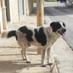 Orrore a Naro: cane Merlino ucciso, volontari denunciano l’uomo