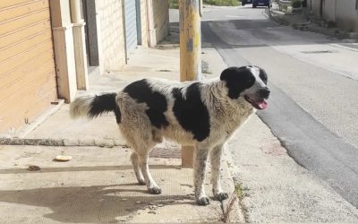 Orrore a Naro: cane Merlino ucciso, volontari denunciano l’uomo
